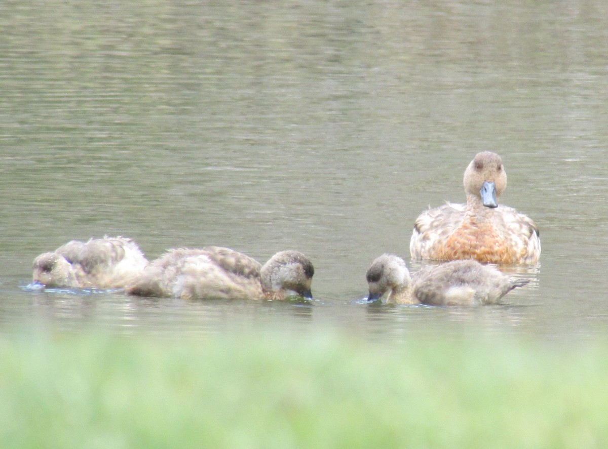 Crested Duck - ML615504219