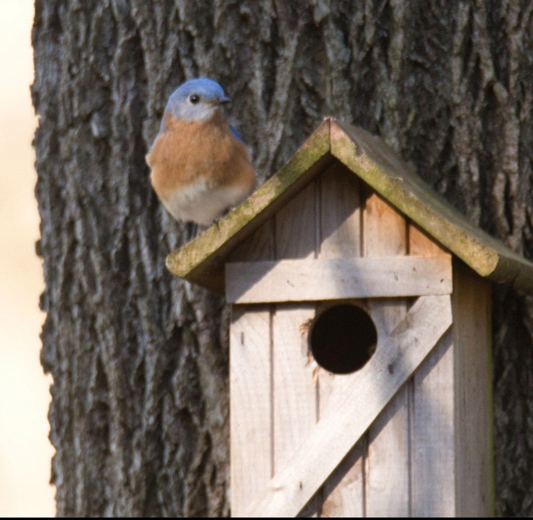 Eastern Bluebird - ML615504222