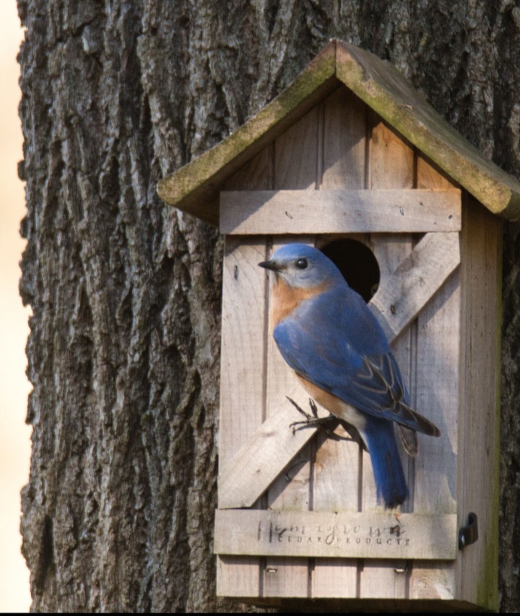 Eastern Bluebird - Knarr Dan