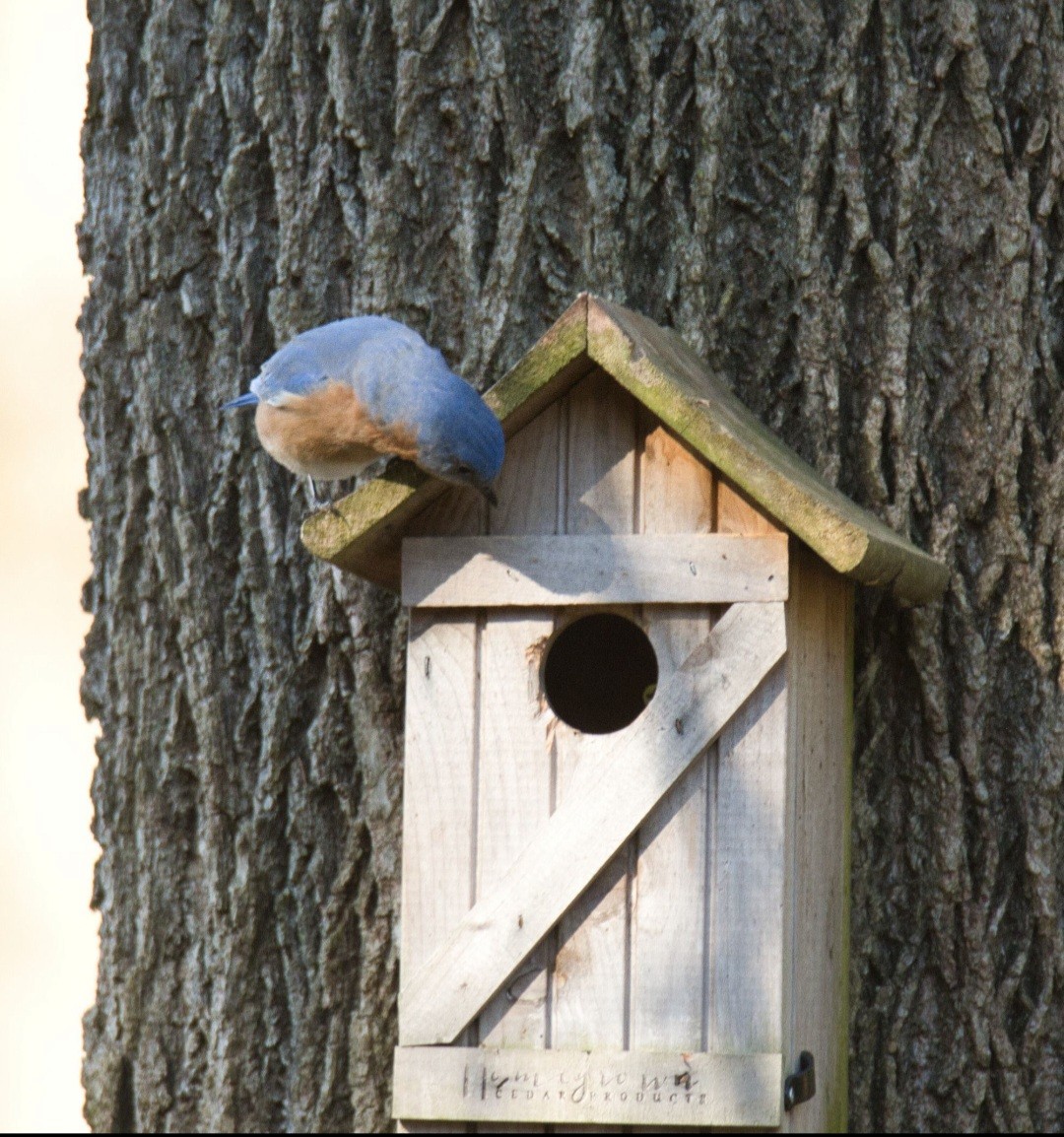 Eastern Bluebird - ML615504225