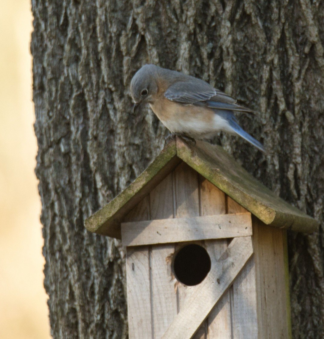 Eastern Bluebird - ML615504226