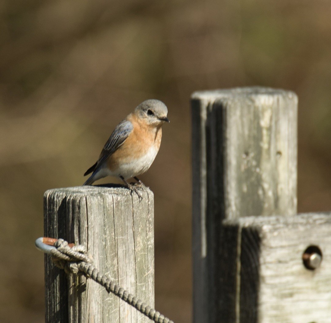 Eastern Bluebird - ML615504228