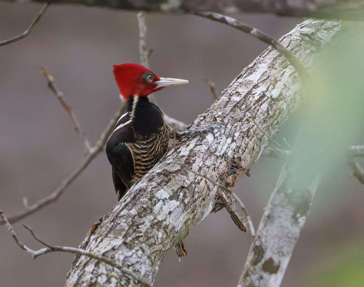 Pale-billed Woodpecker - ML615504259