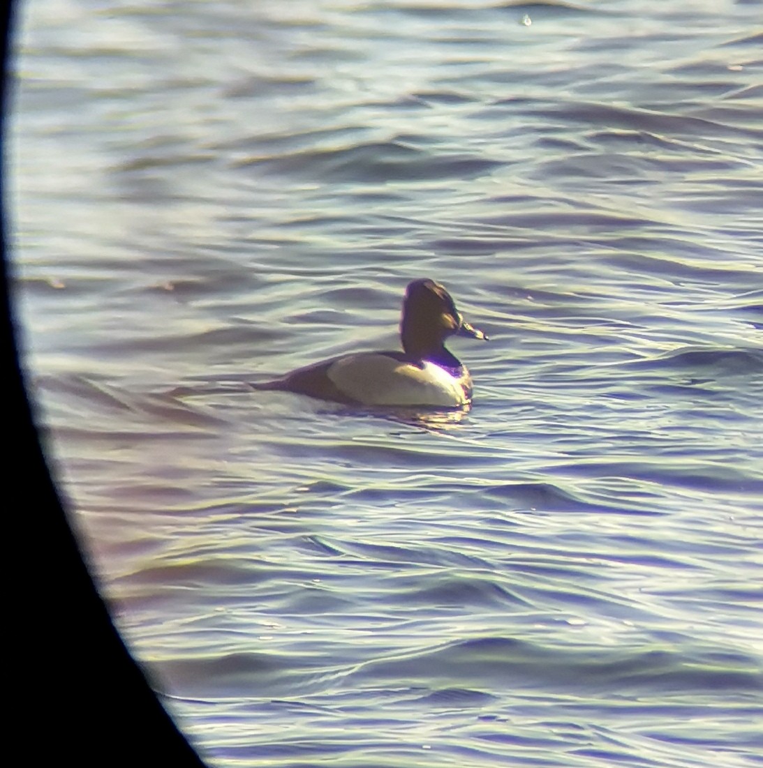 Ring-necked Duck - ML615504283