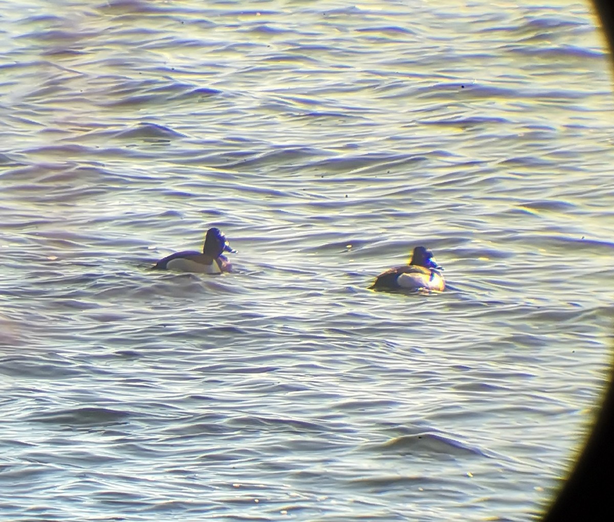 Ring-necked Duck - ML615504285