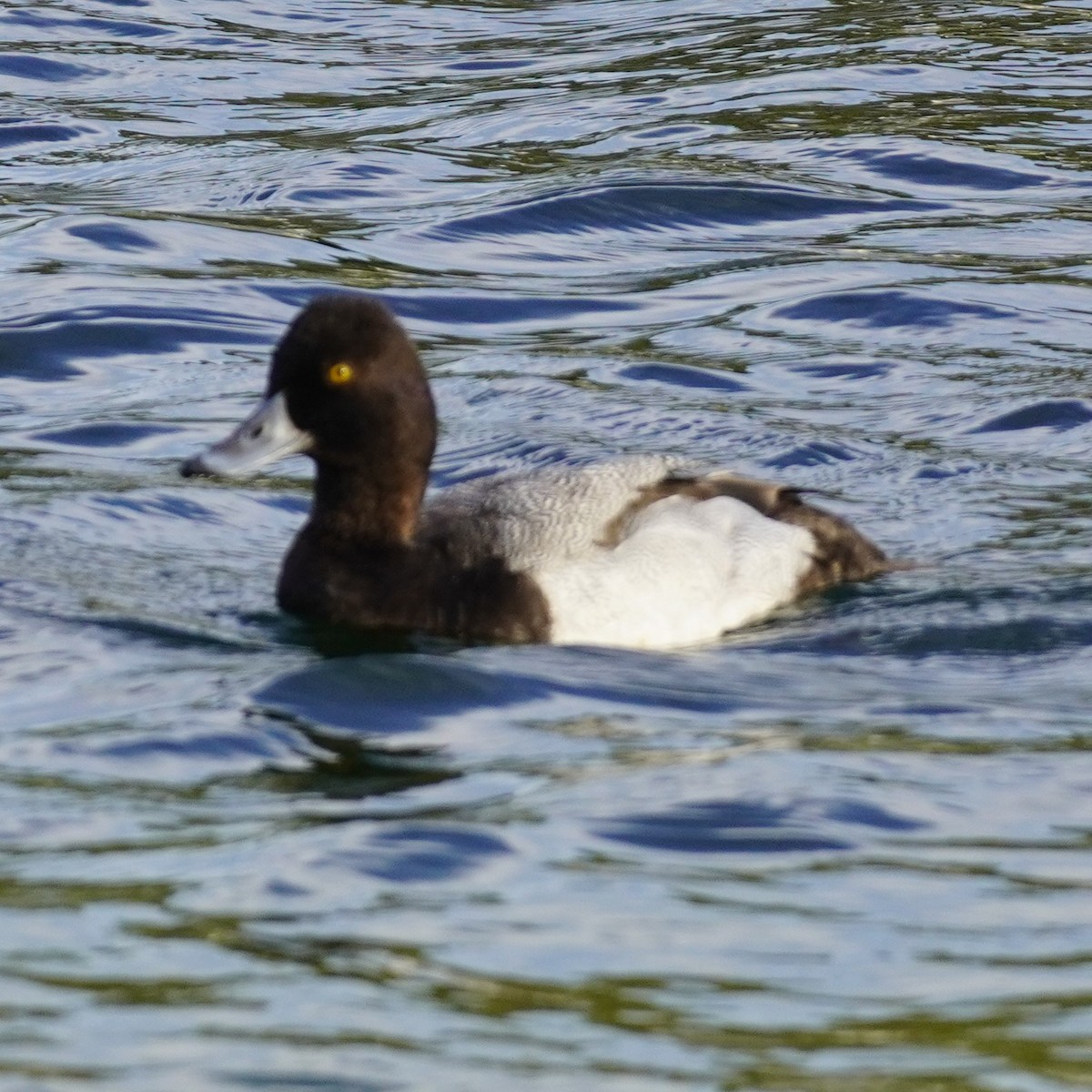 Lesser Scaup - Brian Rapoza