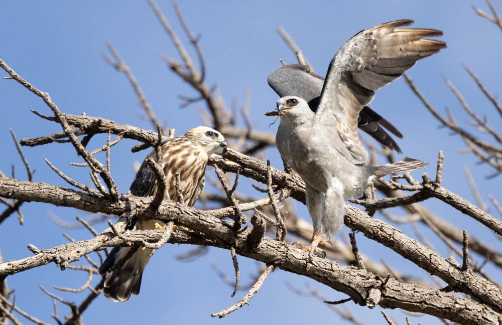 Mississippi Kite - ML615504327