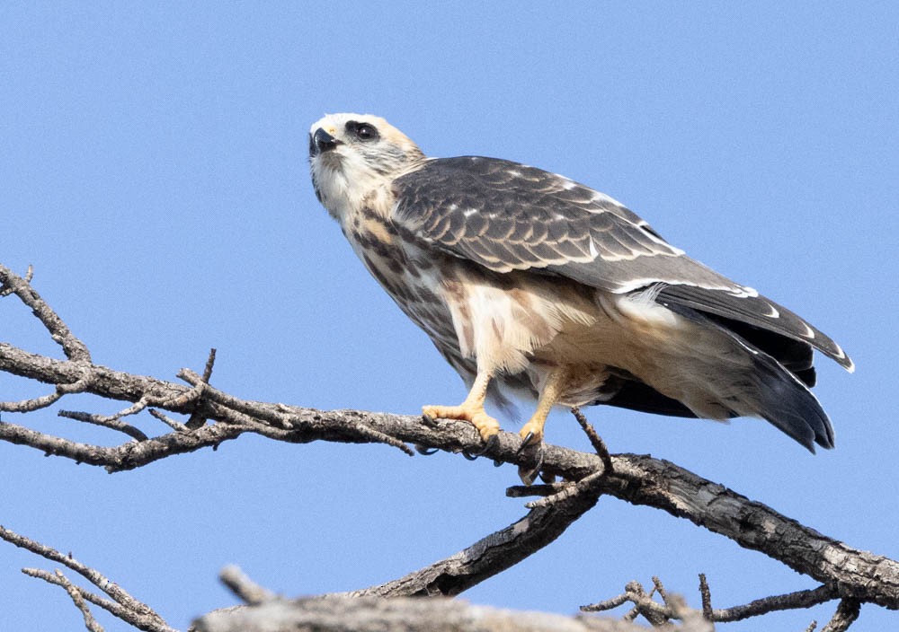 Mississippi Kite - ML615504330