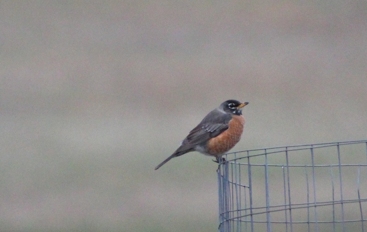 American Robin - ML615504337