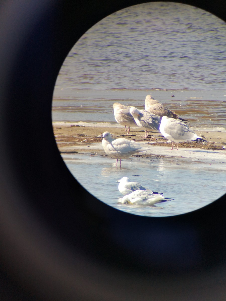 Gaviota Groenlandesa - ML615504347