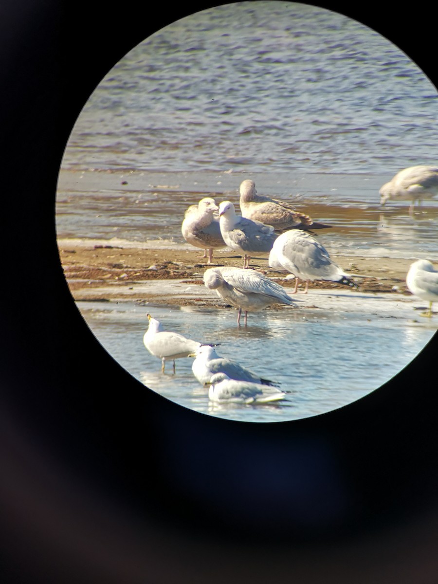 Gaviota Groenlandesa - ML615504348