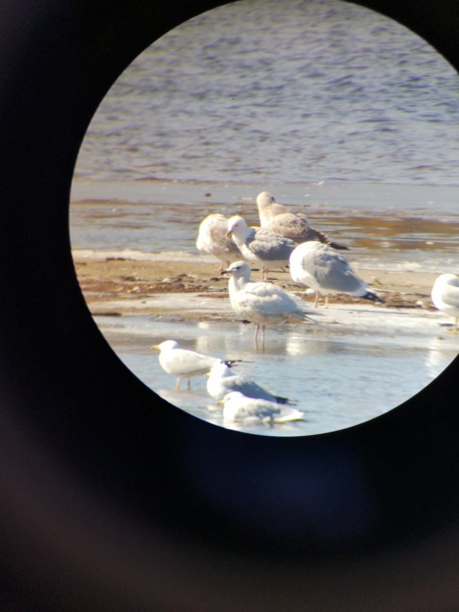 Gaviota Groenlandesa - ML615504349