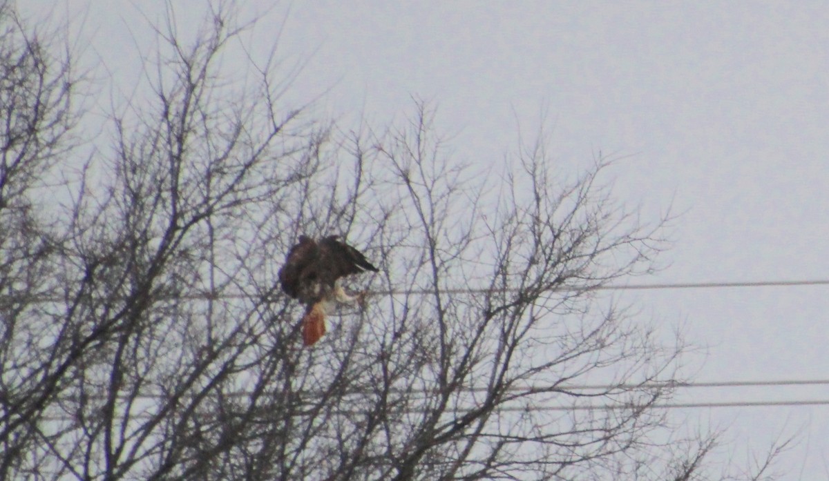 Red-tailed Hawk - ML615504365