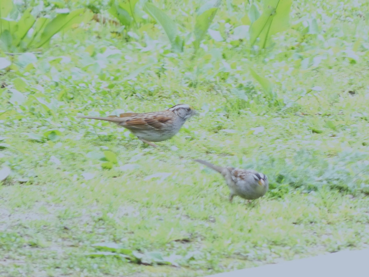 White-throated Sparrow - Dana Rutledge