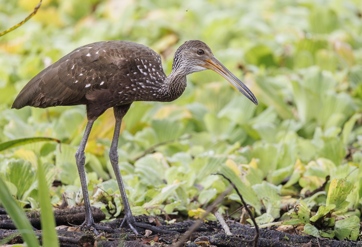 Limpkin - ML615504405