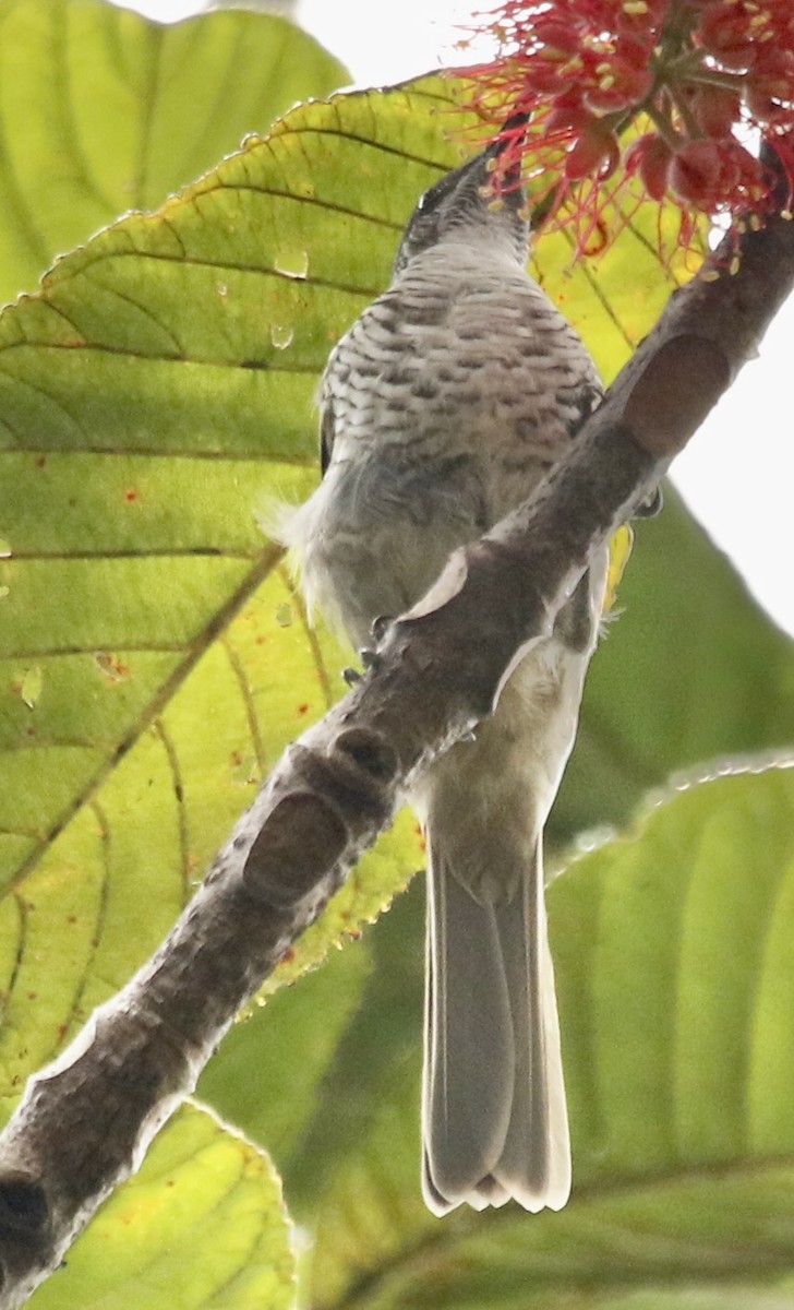 Barred Honeyeater - Connie Lintz