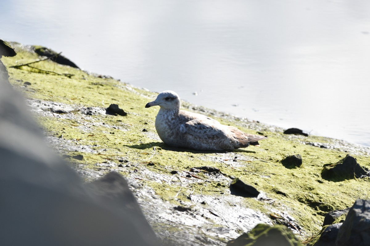 California Gull - ML615504416