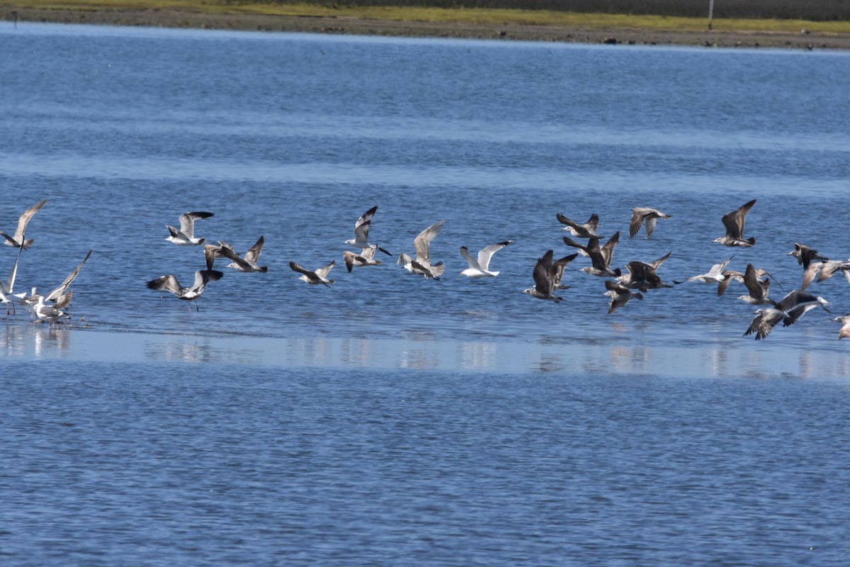 Goéland à ailes grises - ML615504423