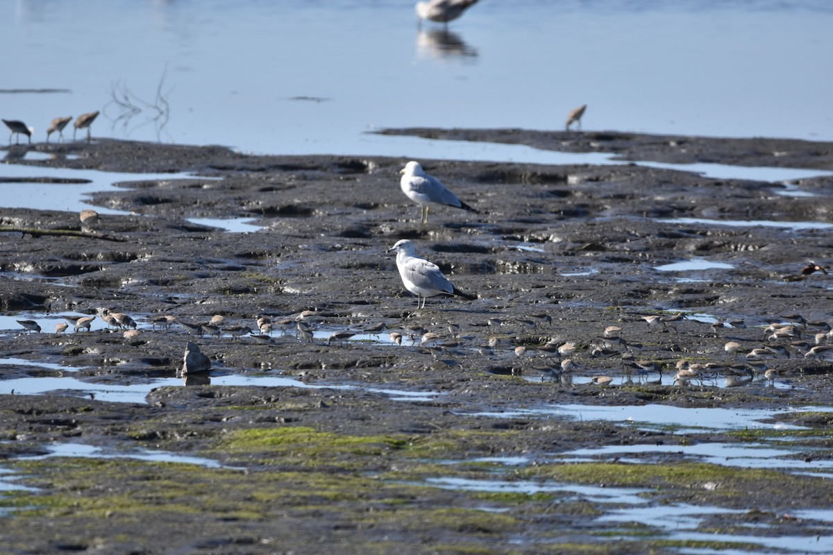 Ring-billed Gull - ML615504437