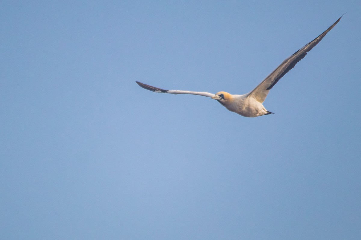 Cape Gannet - ML615504457