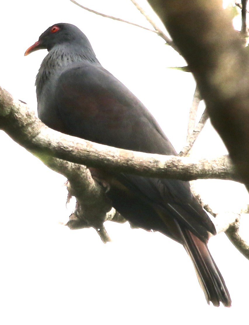 New Caledonian Imperial-Pigeon - ML615504459