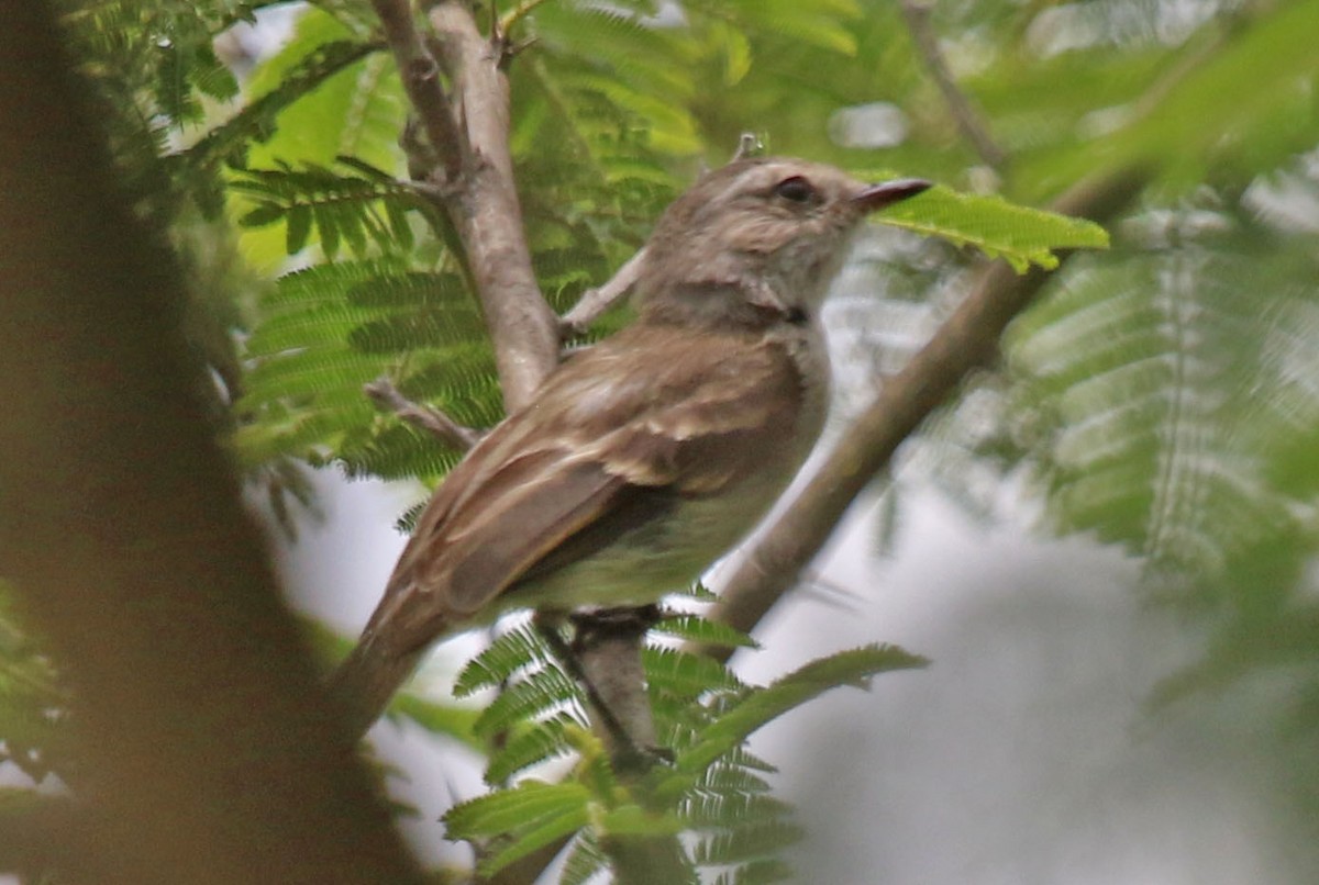 Tumbes Tyrannulet - Joan and/or George Sims