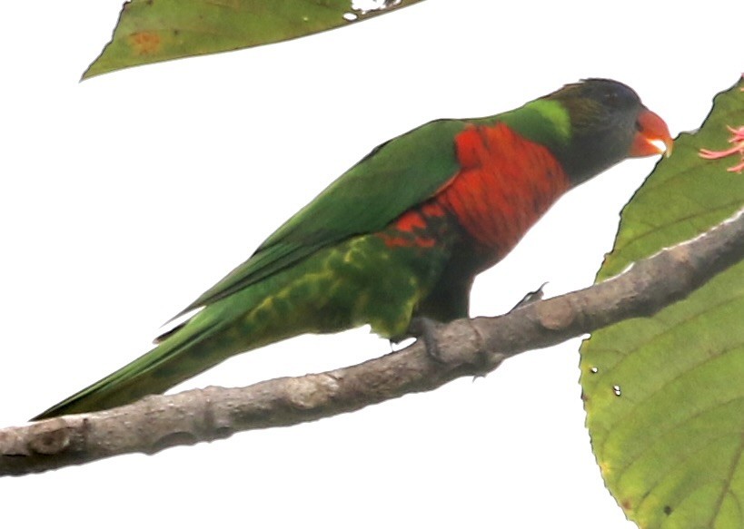 新幾內亞彩虹吸蜜鸚鵡 - ML615504482