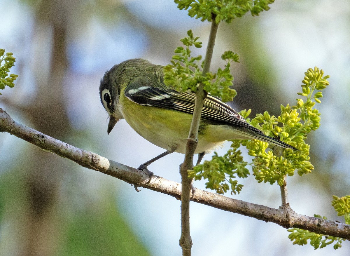 Blue-headed Vireo - ML615504504