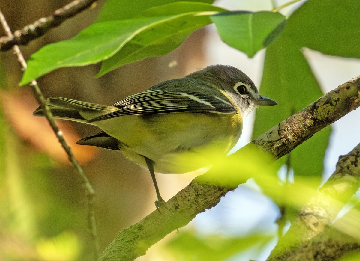 Blue-headed Vireo - ML615504505