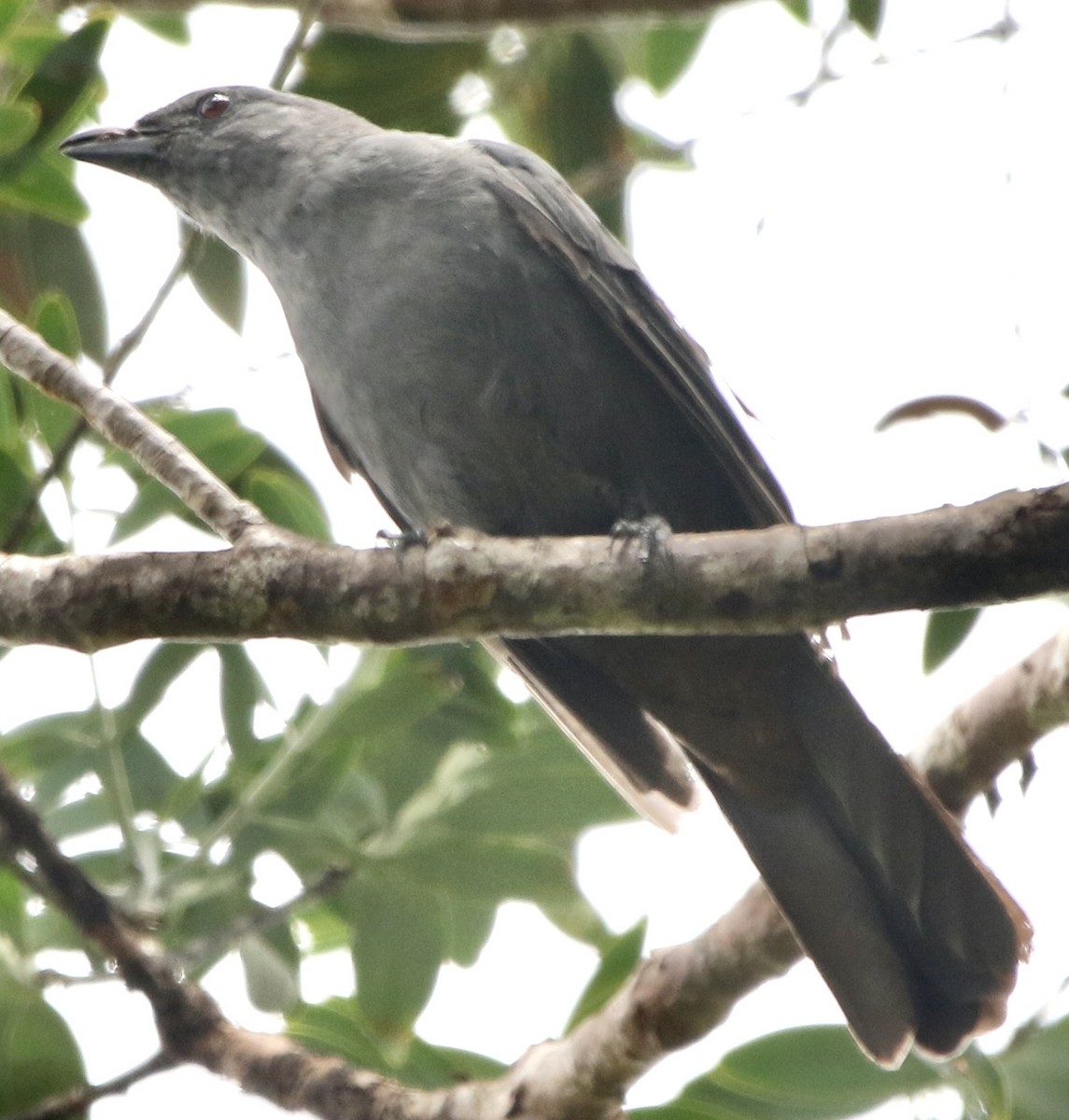 New Caledonian Cuckooshrike - ML615504509