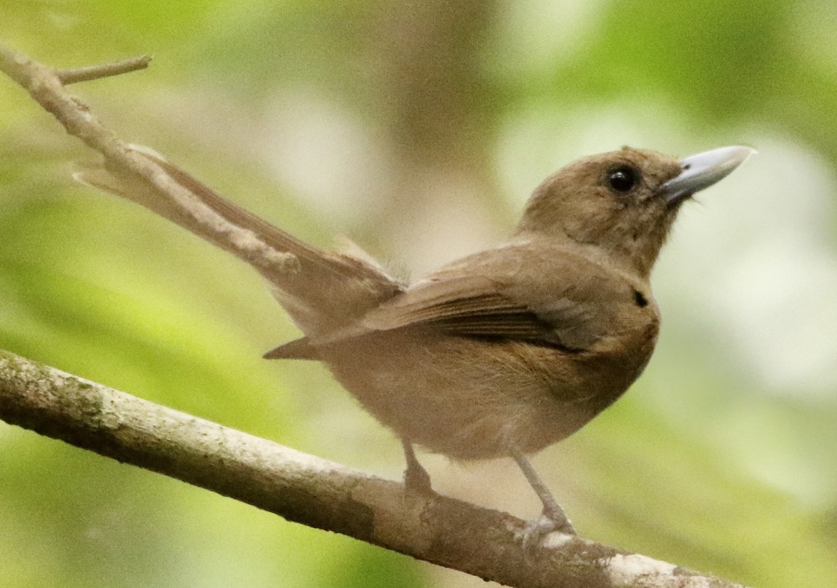 Southern Shrikebill - Connie Lintz