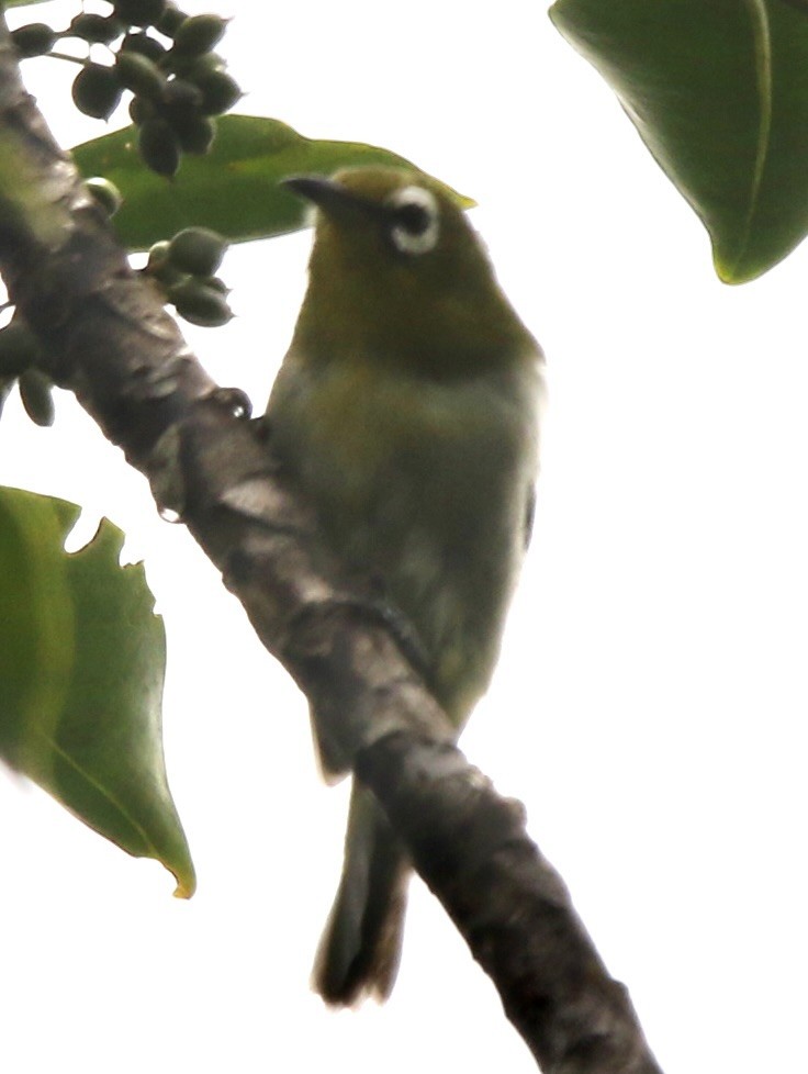 Neukaledonien-Brillenvogel - ML615504557