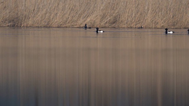 Tufted Duck - ML615504672