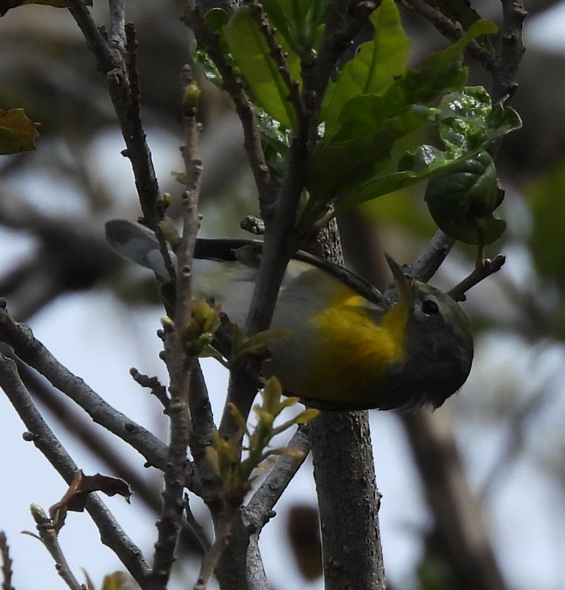 Northern Parula - ML615504746