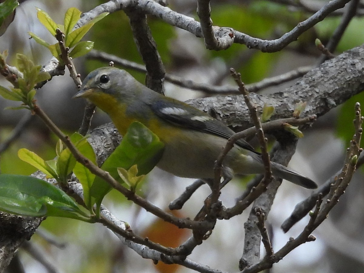 Northern Parula - ML615504747