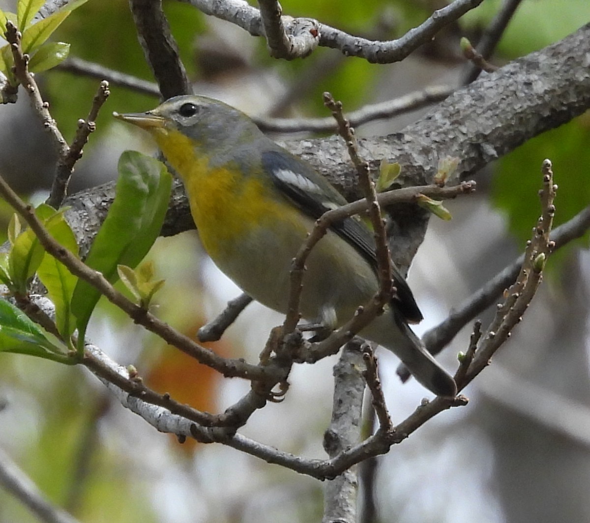 Northern Parula - ML615504748