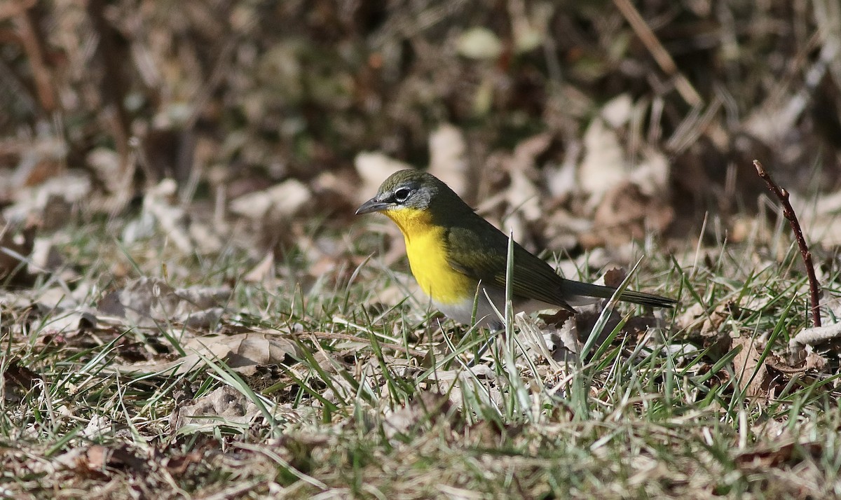 Yellow-breasted Chat - ML615504749