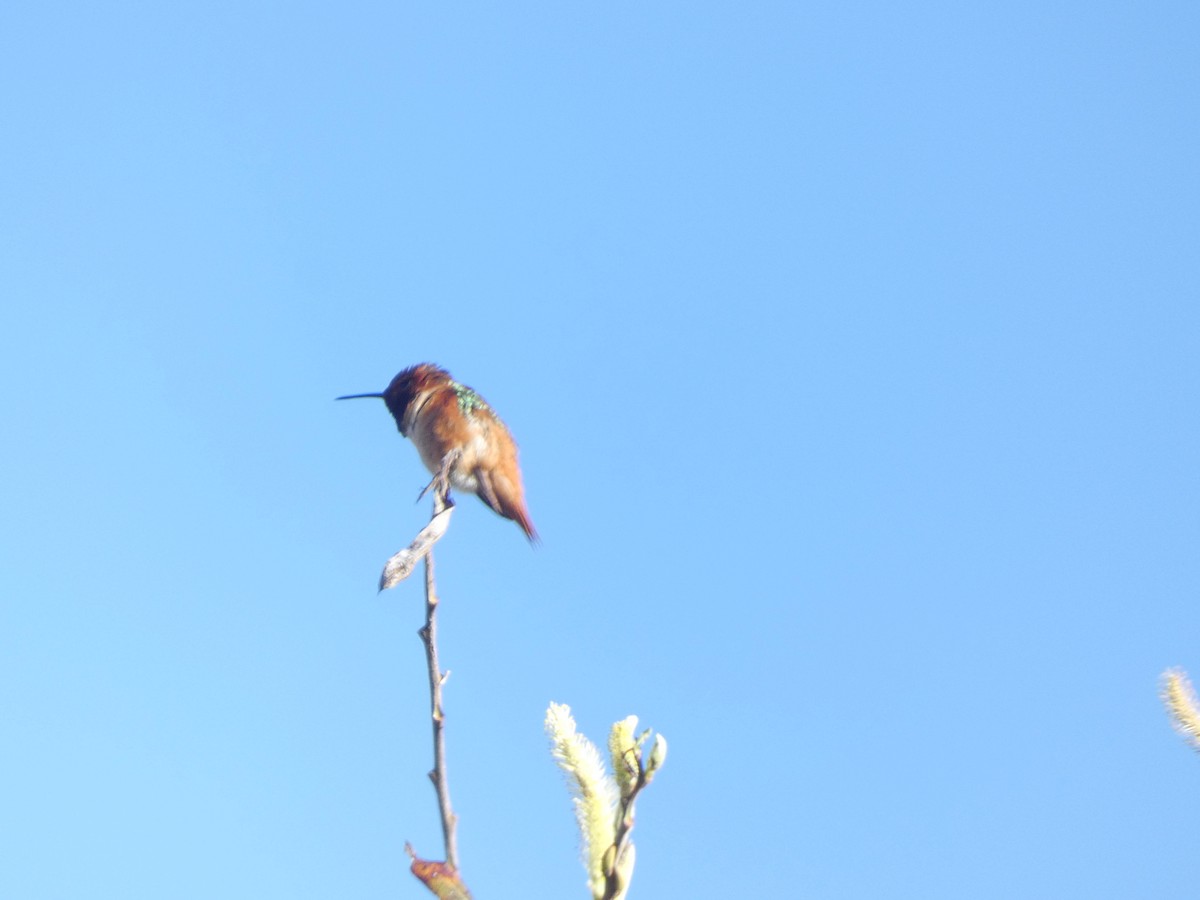 Allen's Hummingbird - Dana Rutledge
