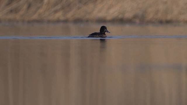 鳳頭潛鴨 - ML615504782