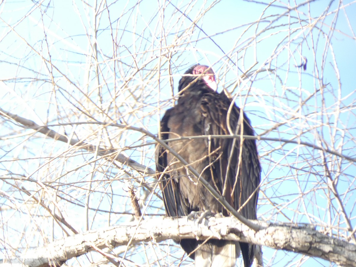 Turkey Vulture - ML615504790