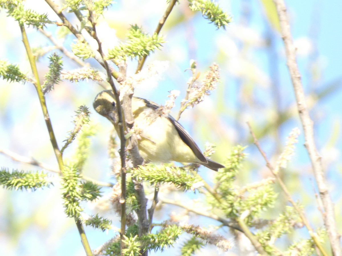 Lesser Goldfinch - ML615504801