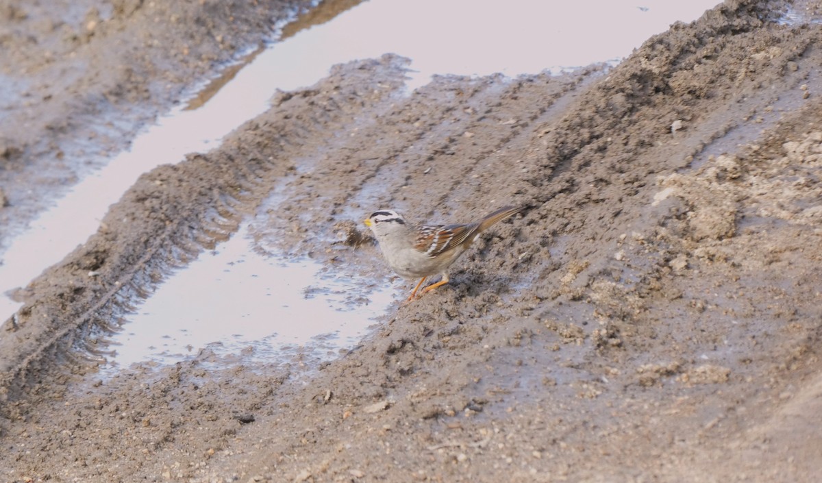 White-crowned Sparrow - Dana Rutledge