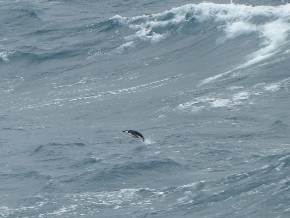 Chinstrap Penguin - ML615504906