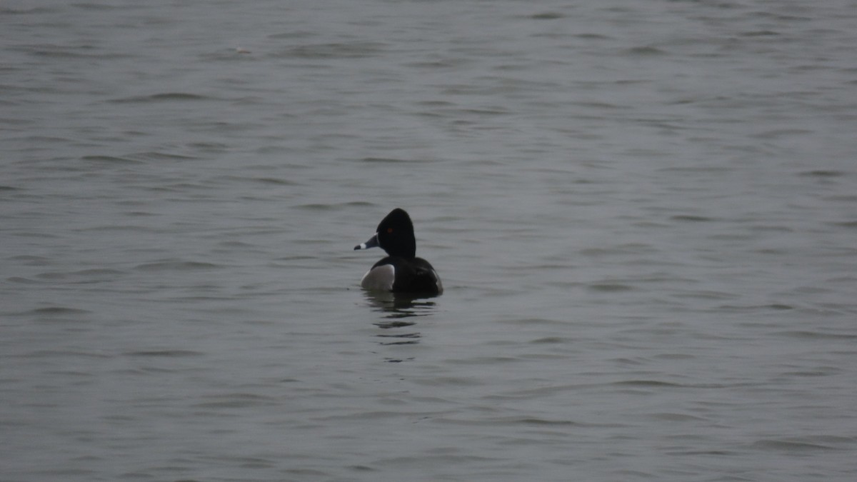 Ring-necked Duck - ML615504928