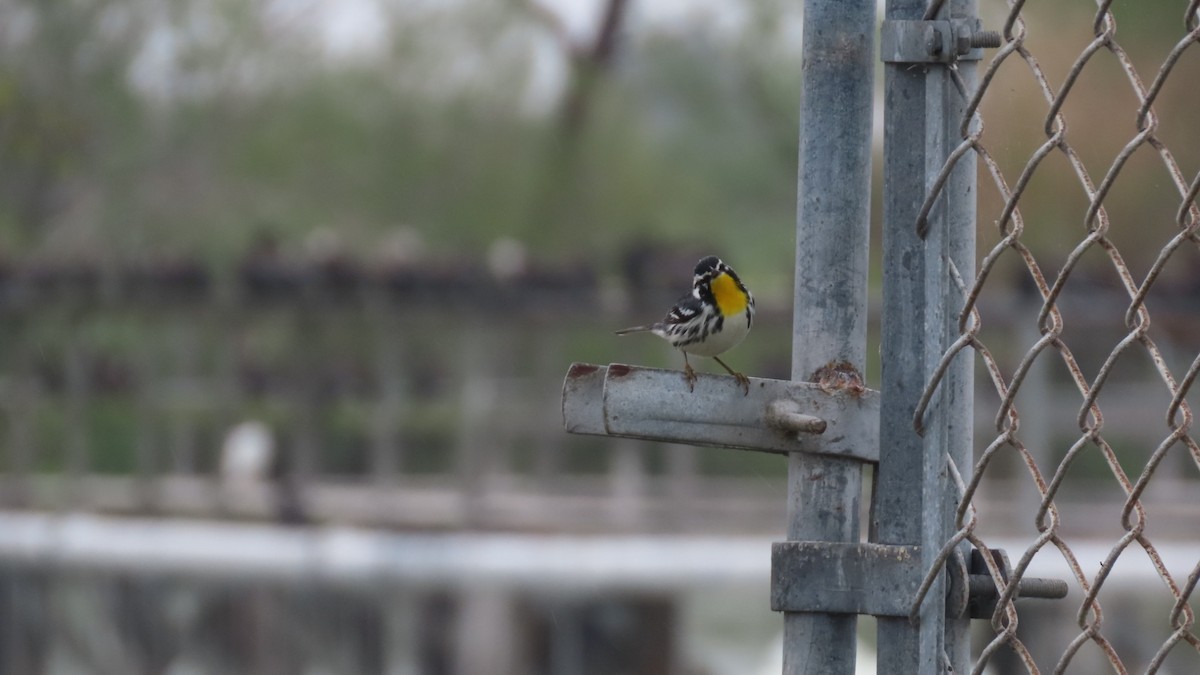 Yellow-throated Warbler - ML615504974