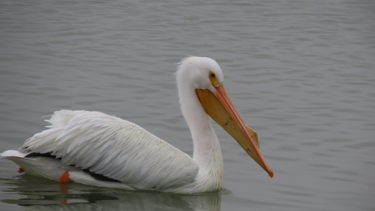 American White Pelican - ML615504983