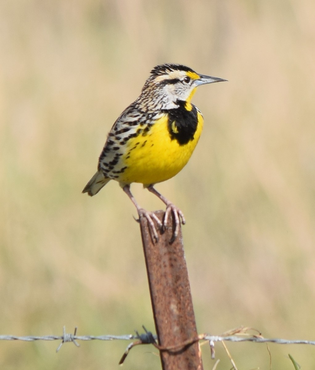 Eastern Meadowlark - Bill Uttenweiler