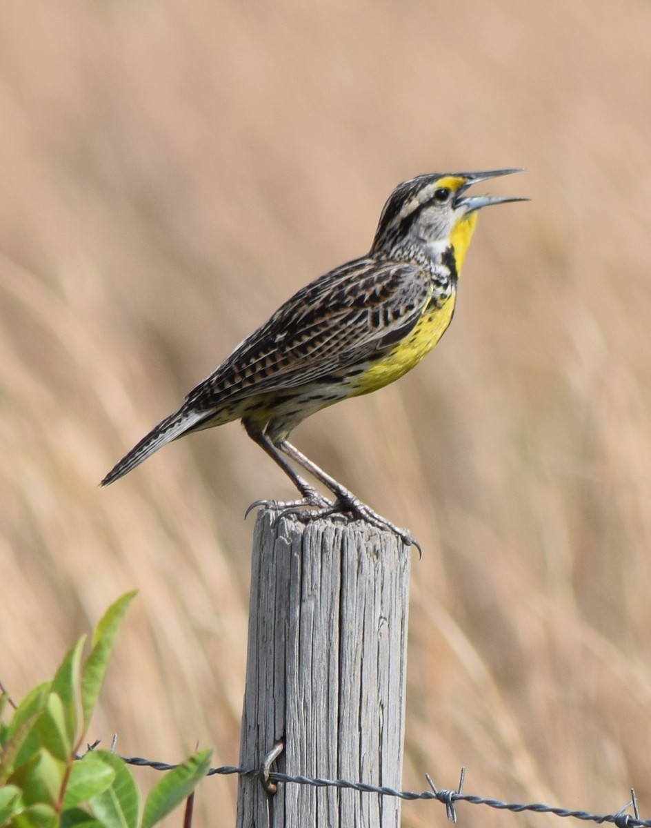 Eastern Meadowlark - Bill Uttenweiler