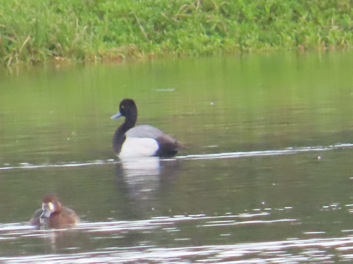 Lesser Scaup - ML615505017