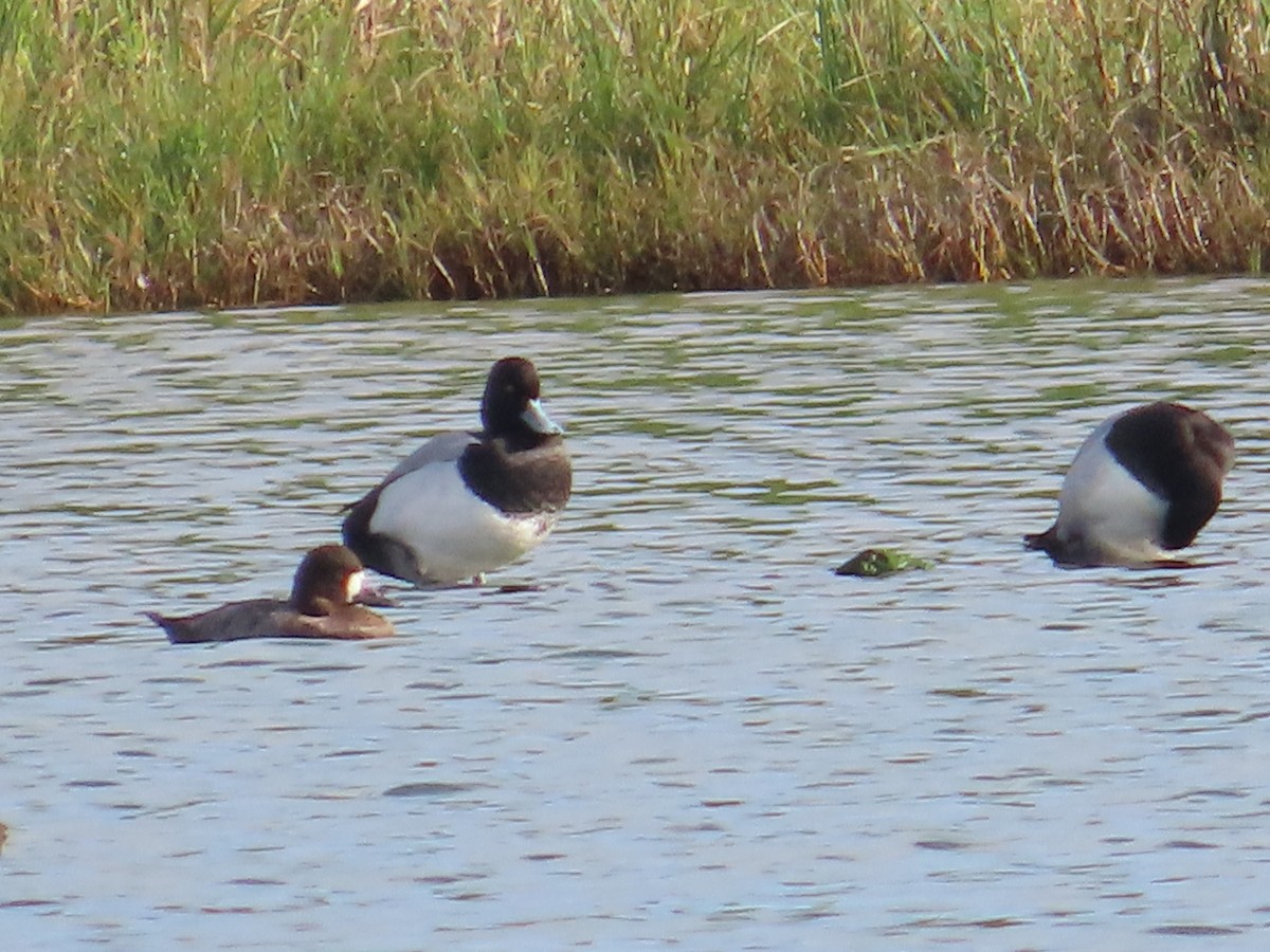 Lesser Scaup - ML615505062